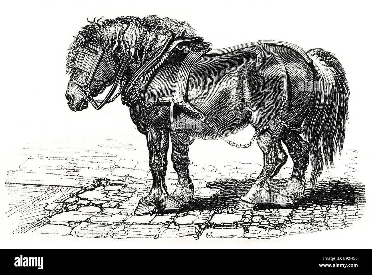 Dray horse james ward un projet de projet de cheval Cheval ou cheval (à partir de la dray dragan anglo-saxon signifiant pour dessiner ou courriers) est un grand Banque D'Images