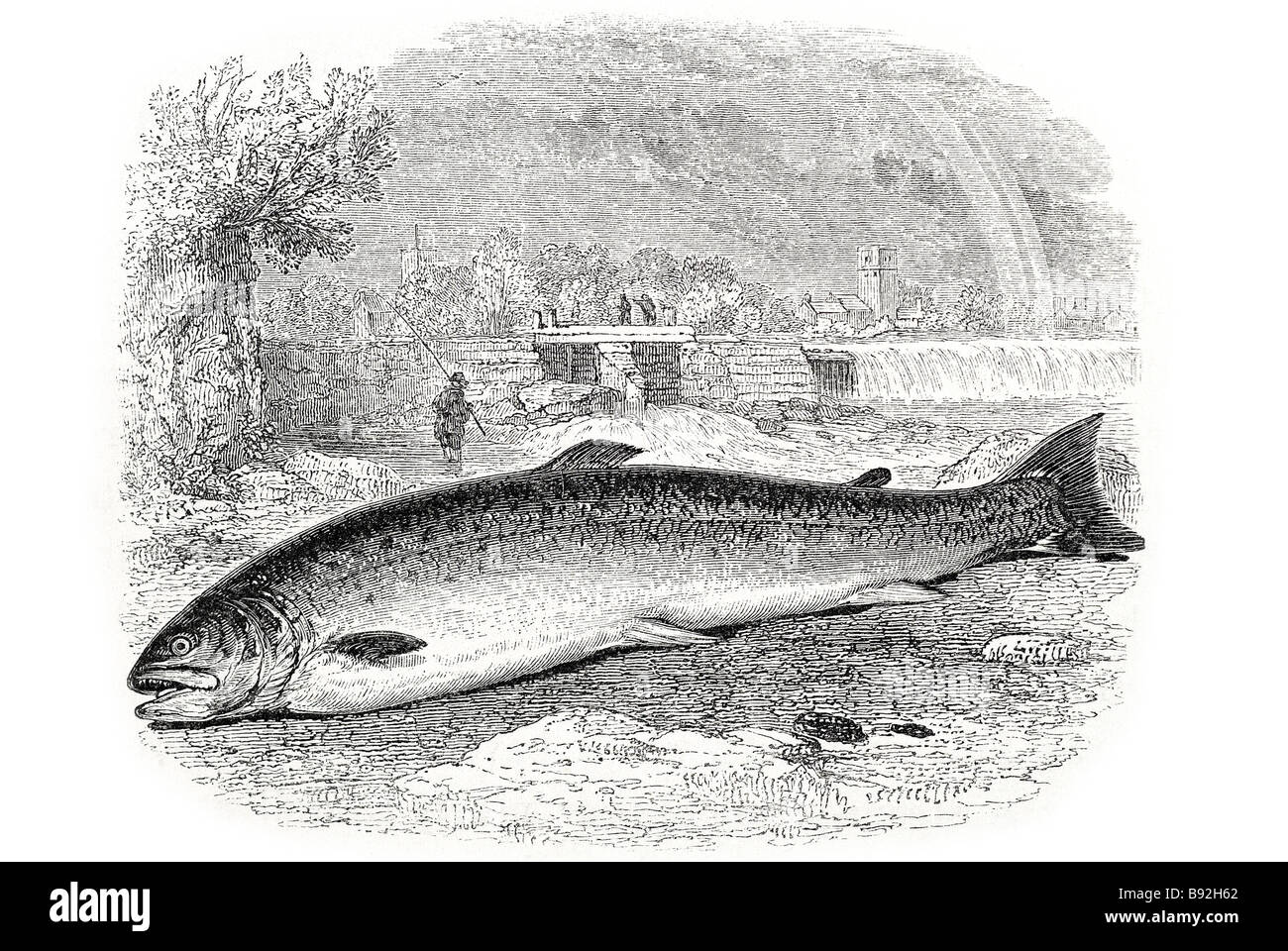 La truite saumon sont un certain nombre d'espèces de poissons d'eau douce appartenant à la famille des salmoninés de la famille des salmonidés. Salmon b Banque D'Images
