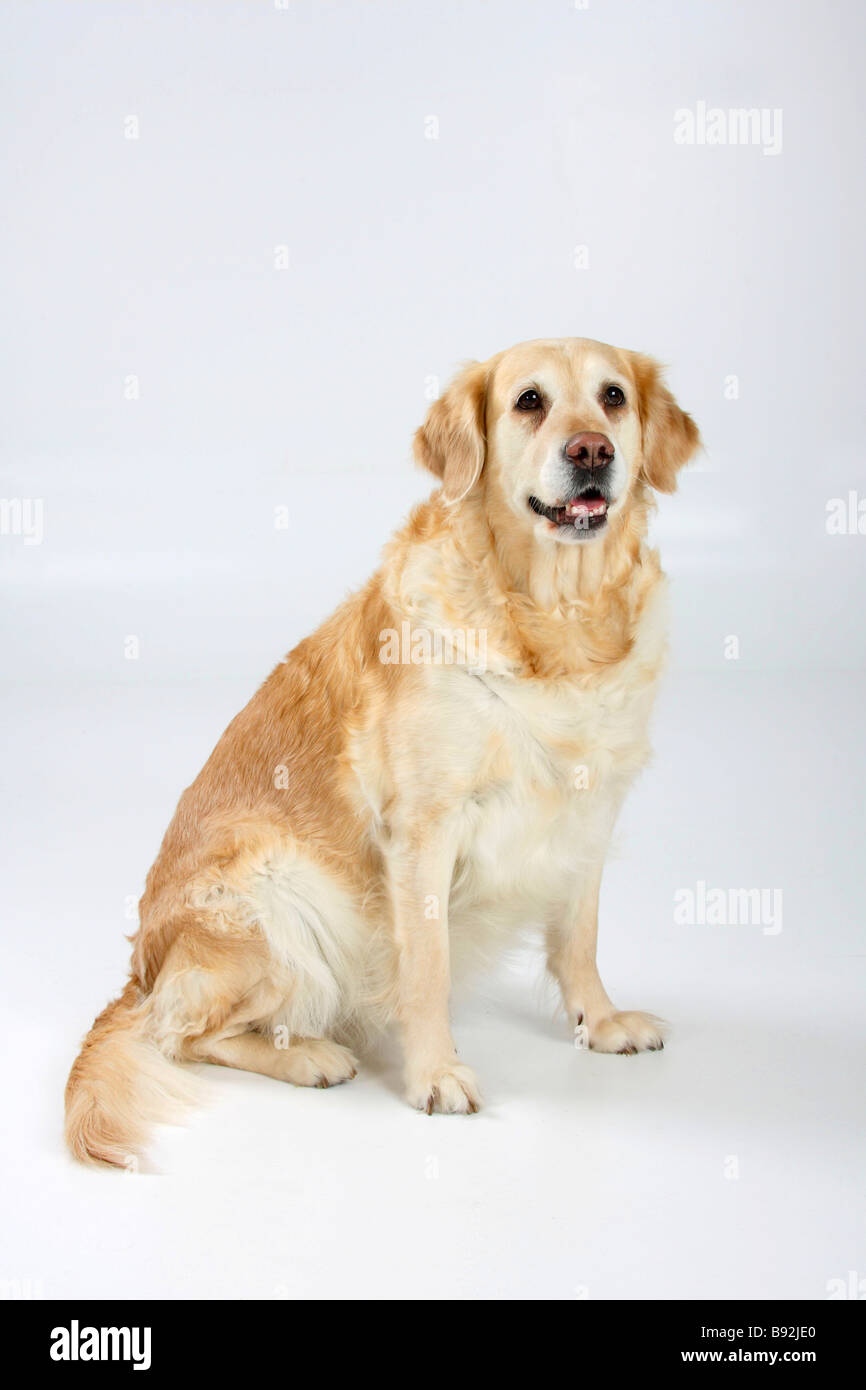 Golden Retriever 9 ans Banque D'Images