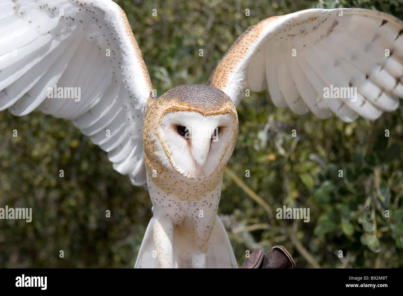 Owl barnn en captivité aux ailes déployées Banque D'Images