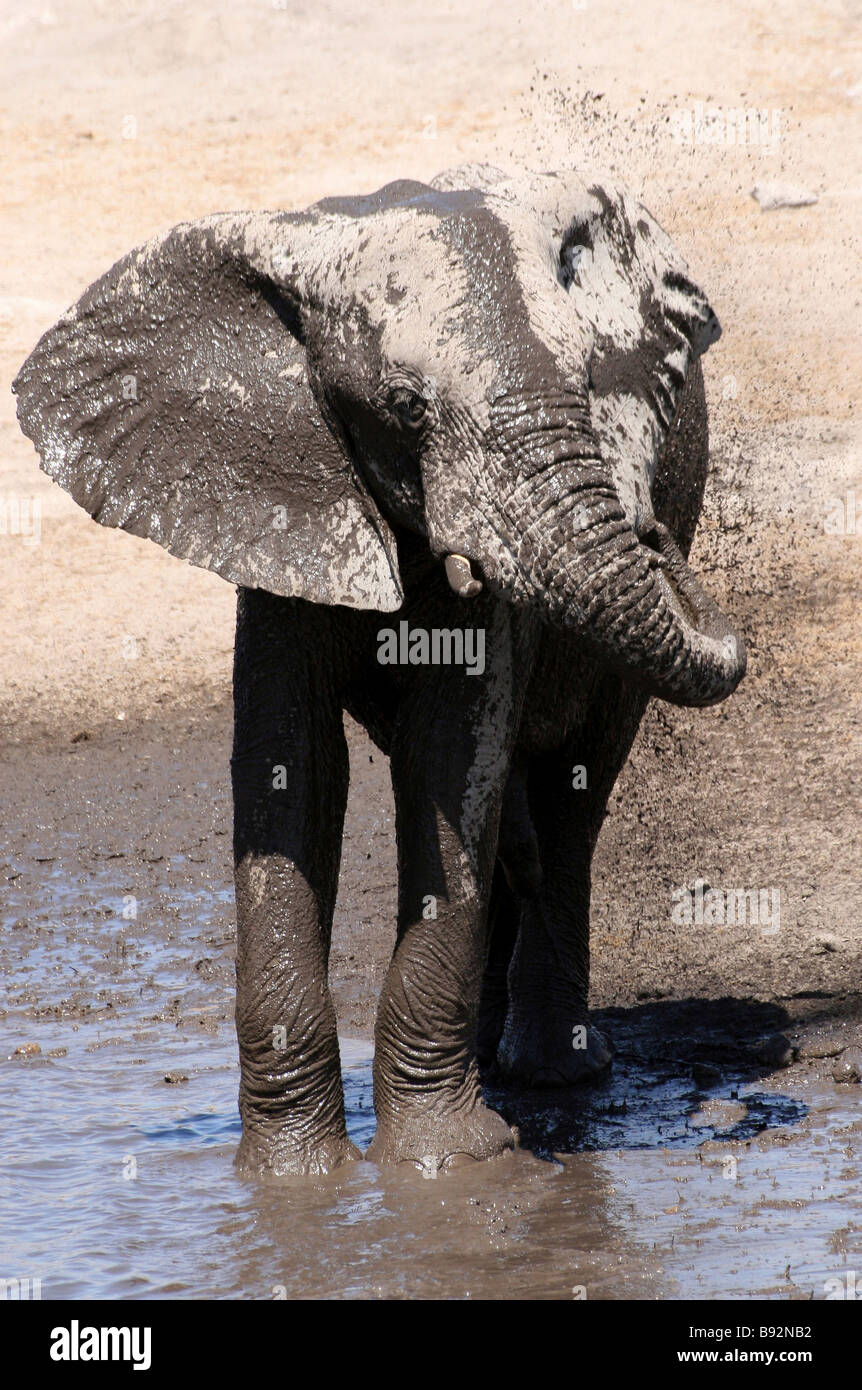 Jeune Taureau African Elephant Loxodonta africana bénéficiant d'un bain de boue dans le parc national d'Etosha, Namibie Banque D'Images