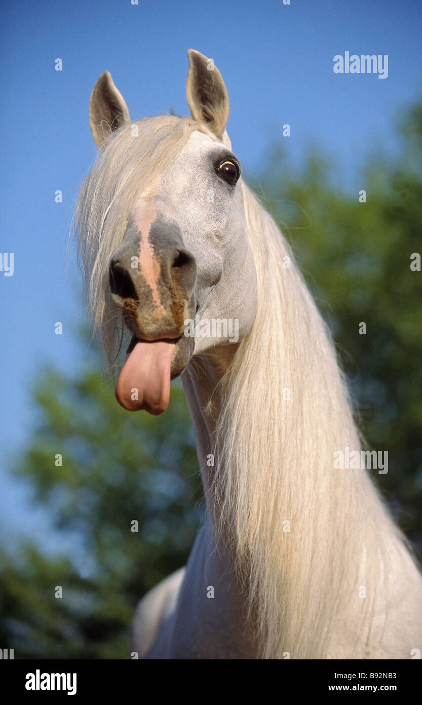 Cheval lusitanien. Adultes gris collage hors de sa langue maternelle, portrait Banque D'Images