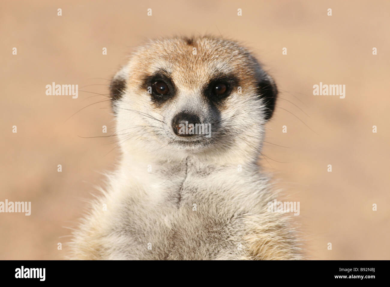 Vue de face de Meerkat Suricata suricatta près de Brandberg Mountains, Namibie Banque D'Images