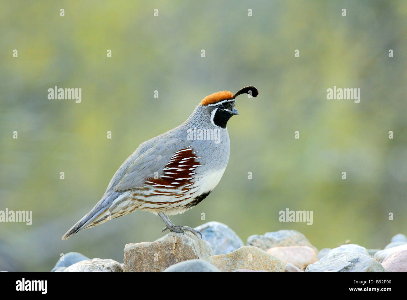 Colin de Gambel Banque D'Images