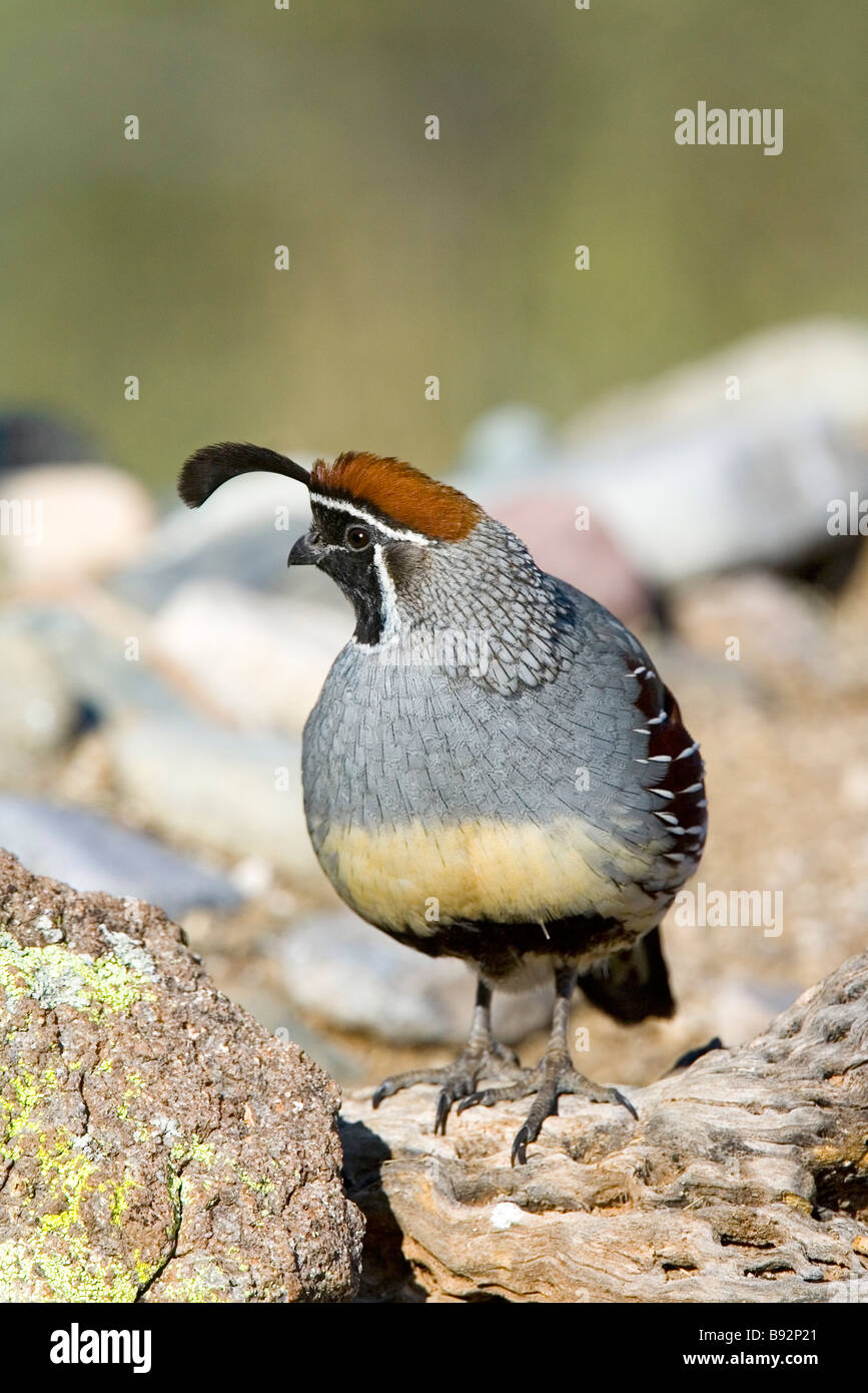 Colin de Gambel Banque D'Images