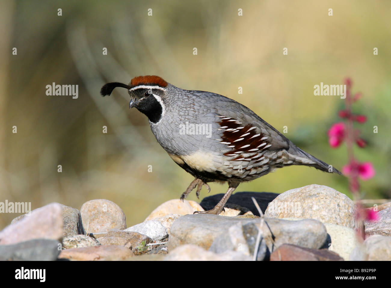 Colin de Gambel Banque D'Images