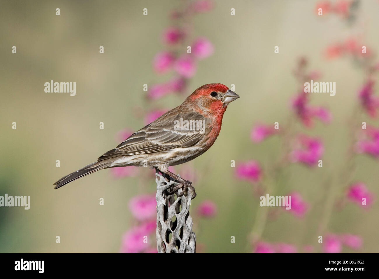 Roselin familier Banque D'Images