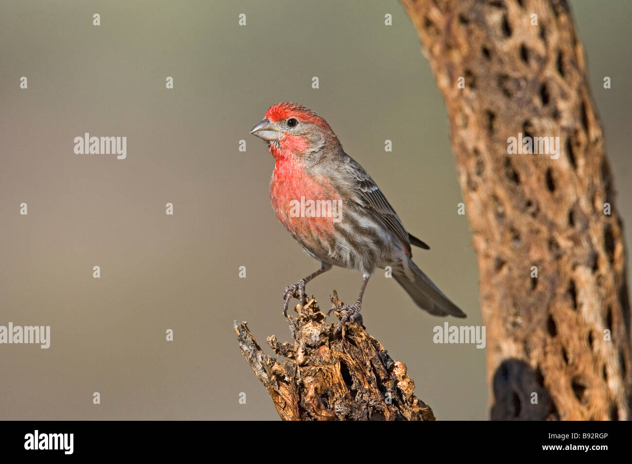 Roselin familier Carpodacus mexicanus Tucson Arizona United States 15 mars homme adulte sur cholla cactus squelette. Banque D'Images