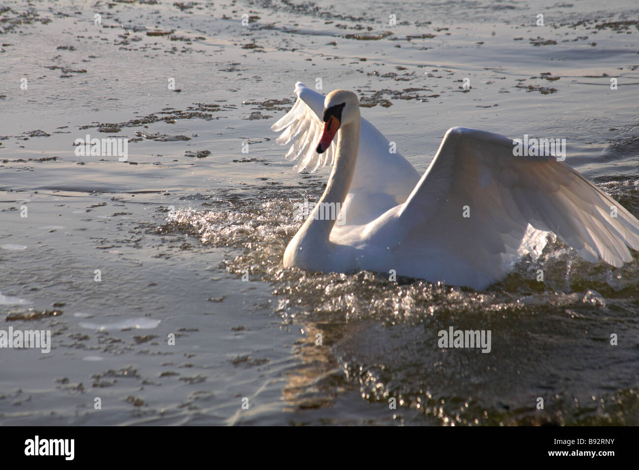 Cygne muet, Cygnus olor, les ailes battantes sur lac gelé dans le parc Poole, Dorset en Janvier Banque D'Images
