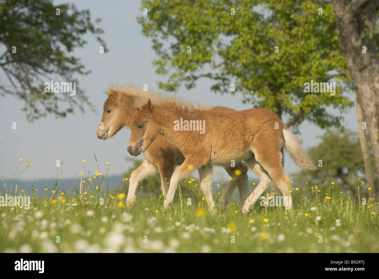 Classique Poney cheval - deux poulains on meadow Banque D'Images