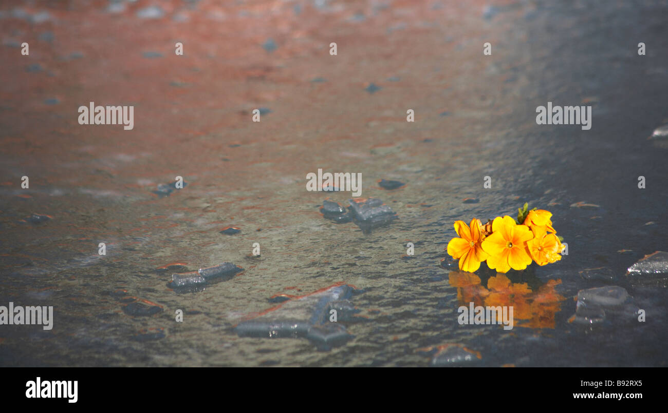 Fleurs jaunes sur surface glacée de fontaine à Dorset en Janvier Banque D'Images