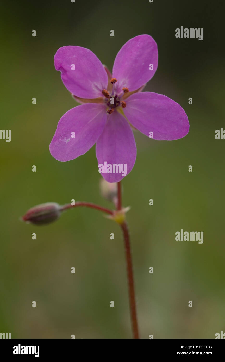 Redstem filaree ou de cigogne commun-facture (Erodium cicutarium) Banque D'Images