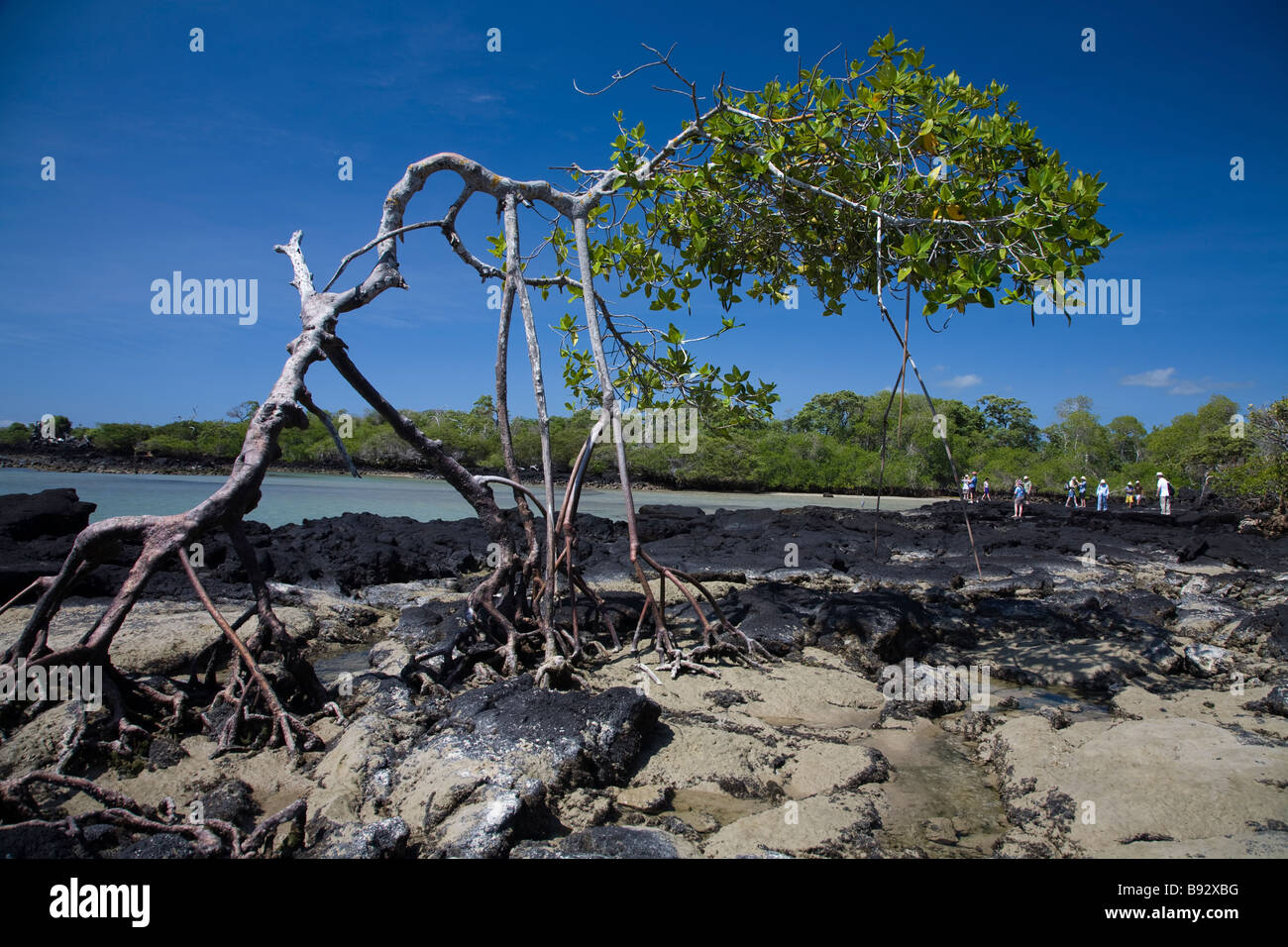 L'habitat littoral Mangrove, Isla Isabella, îles Galapagos, Equateur Banque D'Images