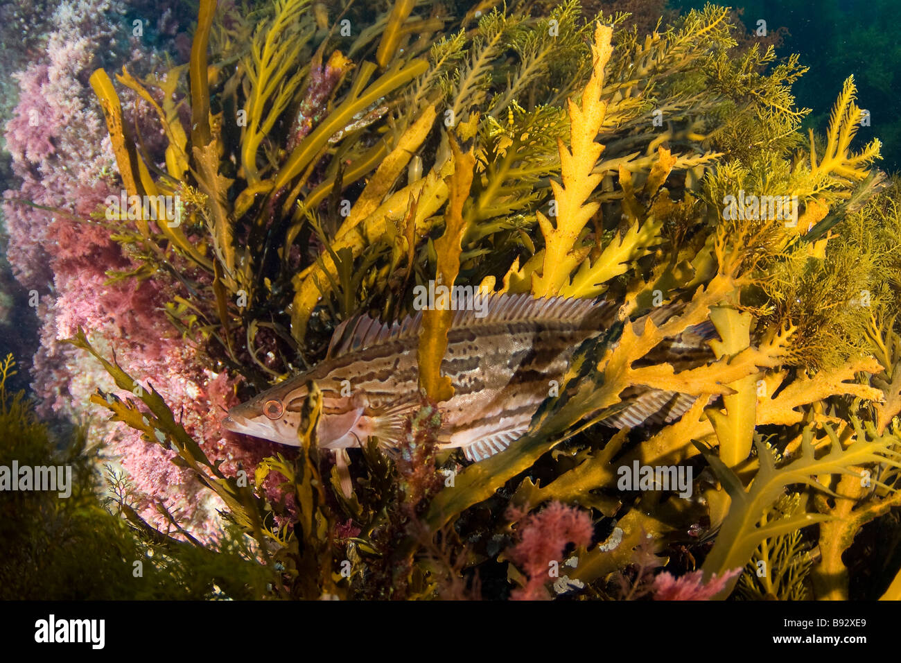 Heterostichus Kelpfish géant rostratus San Benito Island Baja California au Mexique Banque D'Images