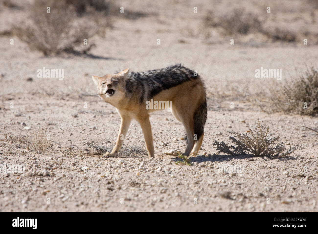 Un chacal mange un repas qu'il pris plus tôt dans la province du Cap du Nord de l'Afrique du Sud Banque D'Images