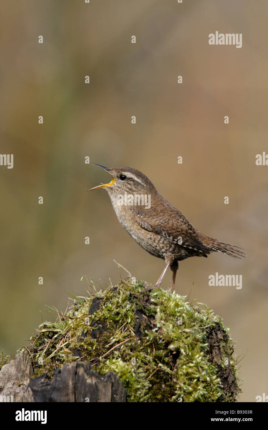 Le Troglodyte mignon Troglodytes troglodytes chanter Banque D'Images