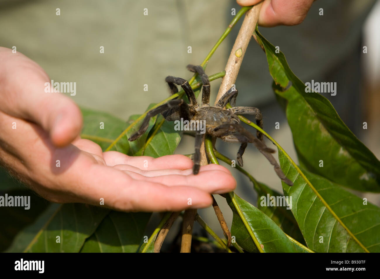 Les araignées à vendre à Skuom marché sur la route de Phnom Penh, Cambodge Banque D'Images