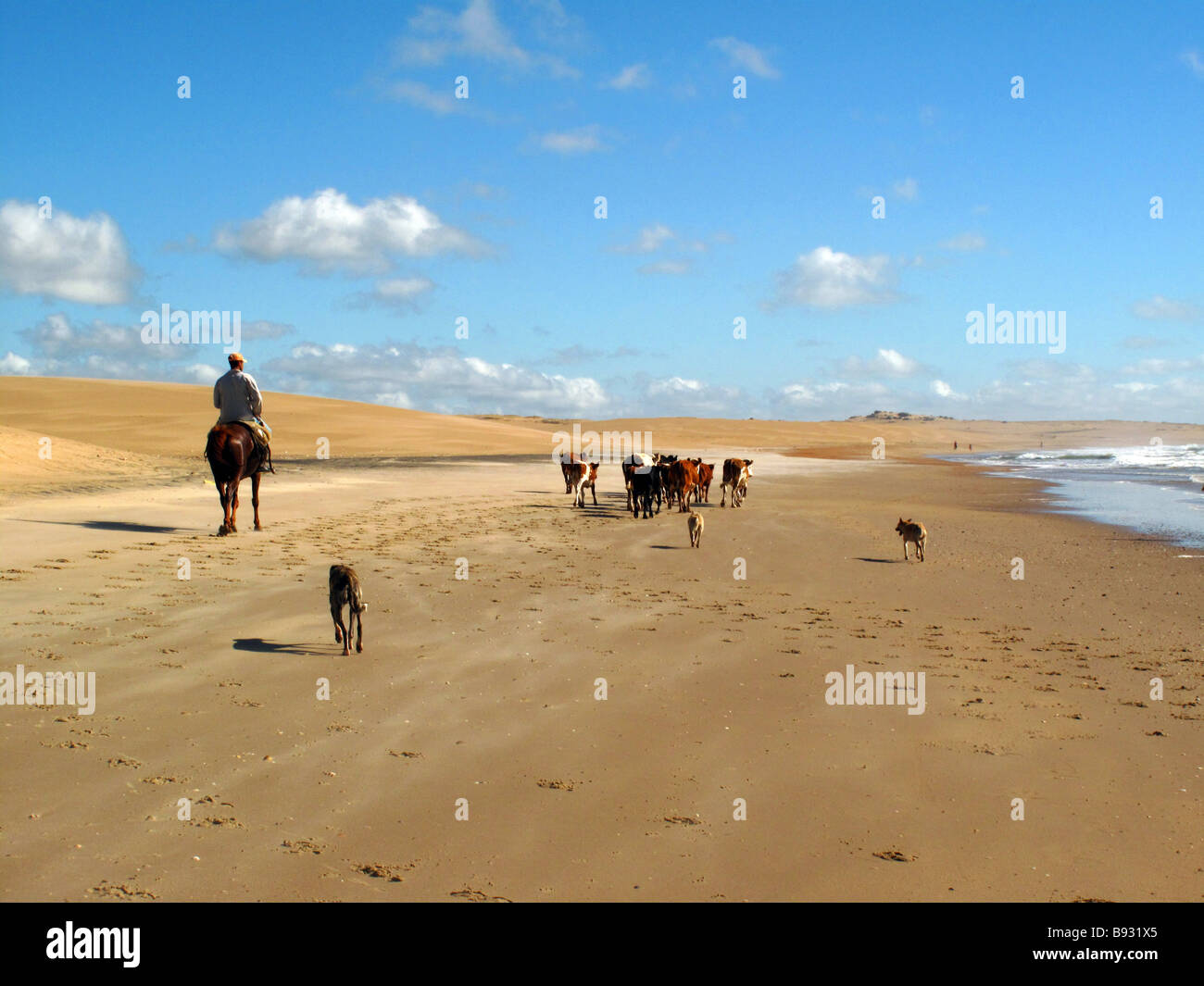 Le paysan l'exécution avec le bétail le long de la plage de Cabo Polonio côte, Uruguay, Amérique du Sud. Banque D'Images
