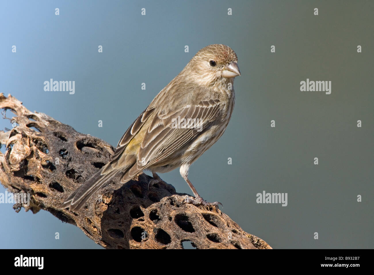 Roselin familier Banque D'Images