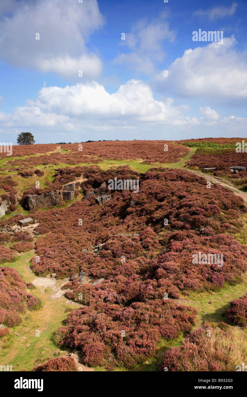 Purple Heather sur Stanton Moor Land Trust National Birchover village Parc national de Peak District comté de Derbyshire, Angleterre, Royaume-Uni Banque D'Images