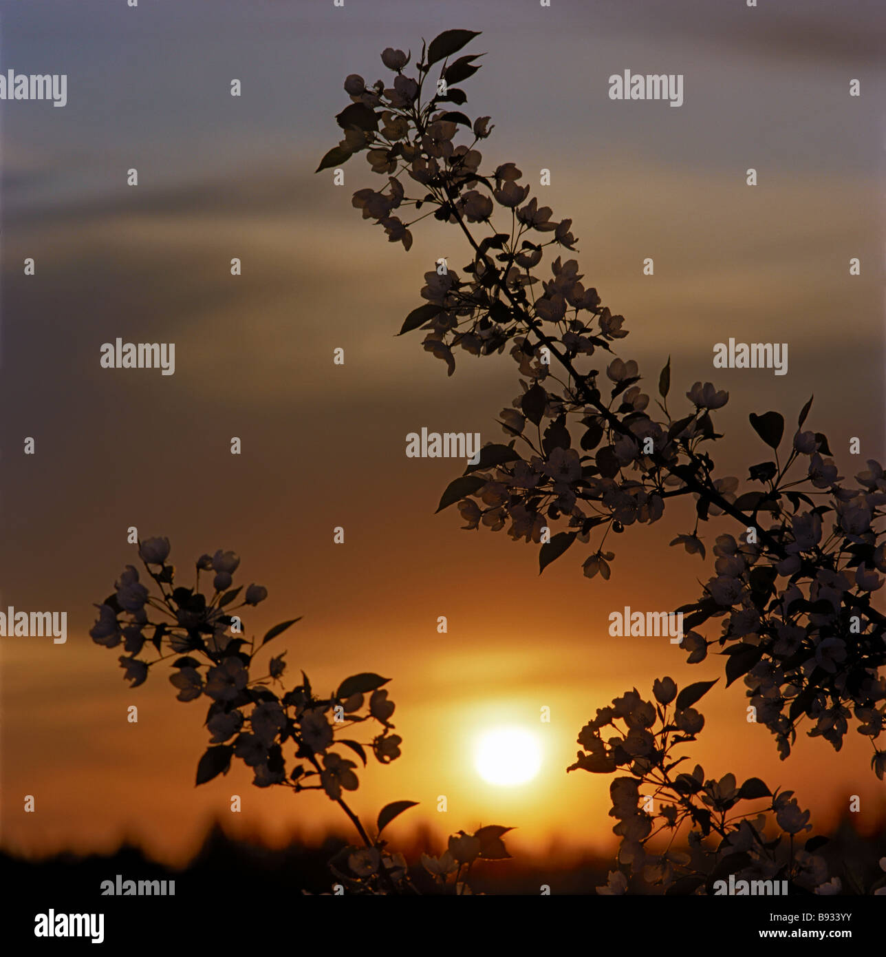 Pommier en fleurs au coucher du soleil. L'Altaï, Sibérie, Russie Banque D'Images