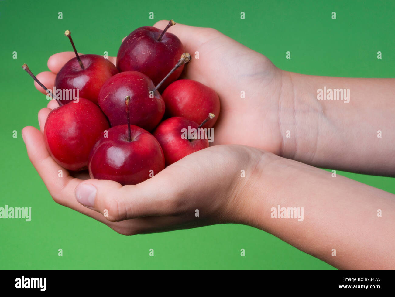 Les mains pleines de pommes crabe mûre Banque D'Images
