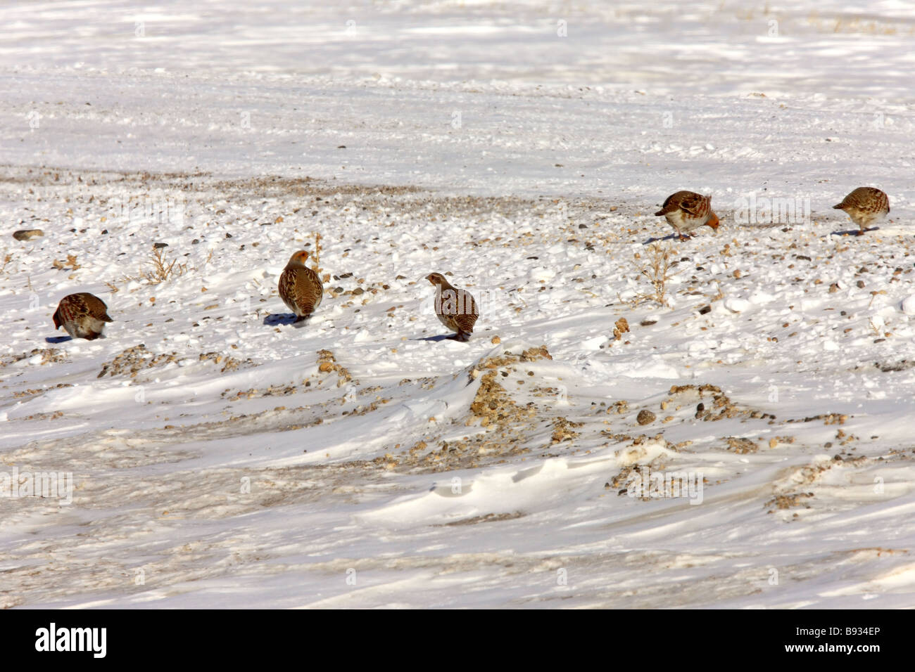 La Perdrix grise en hiver en Saskatchewan Banque D'Images