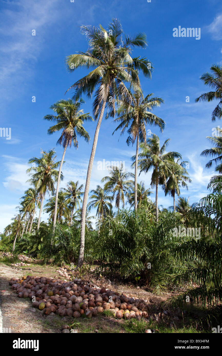 Coco sur les arbres dans une plantation près de coprah Kudat Sabah Bornéo du Nord Banque D'Images