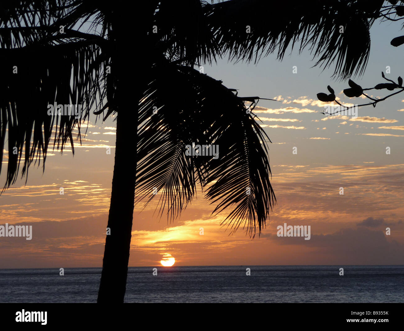 Palm Tree Sunset Banque D'Images