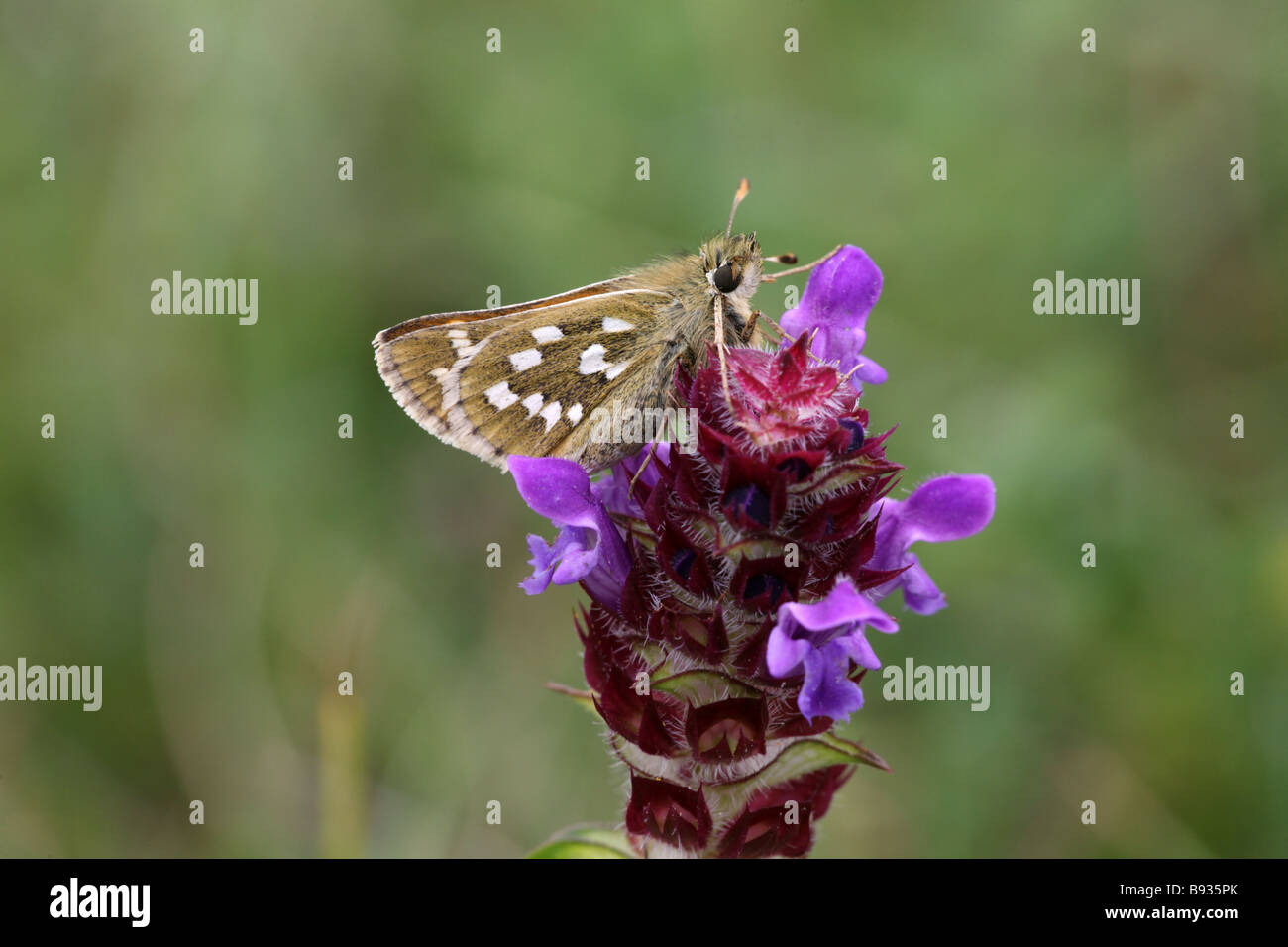 Silver-spotted Skipper Hesperia comma sur auto-guérir South Downs dans le Dorset Banque D'Images