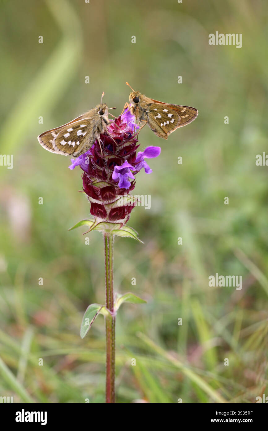 Silver spotted Skipper Hesperia comma paire sur auto-guérir South Downs dans le Dorset Banque D'Images