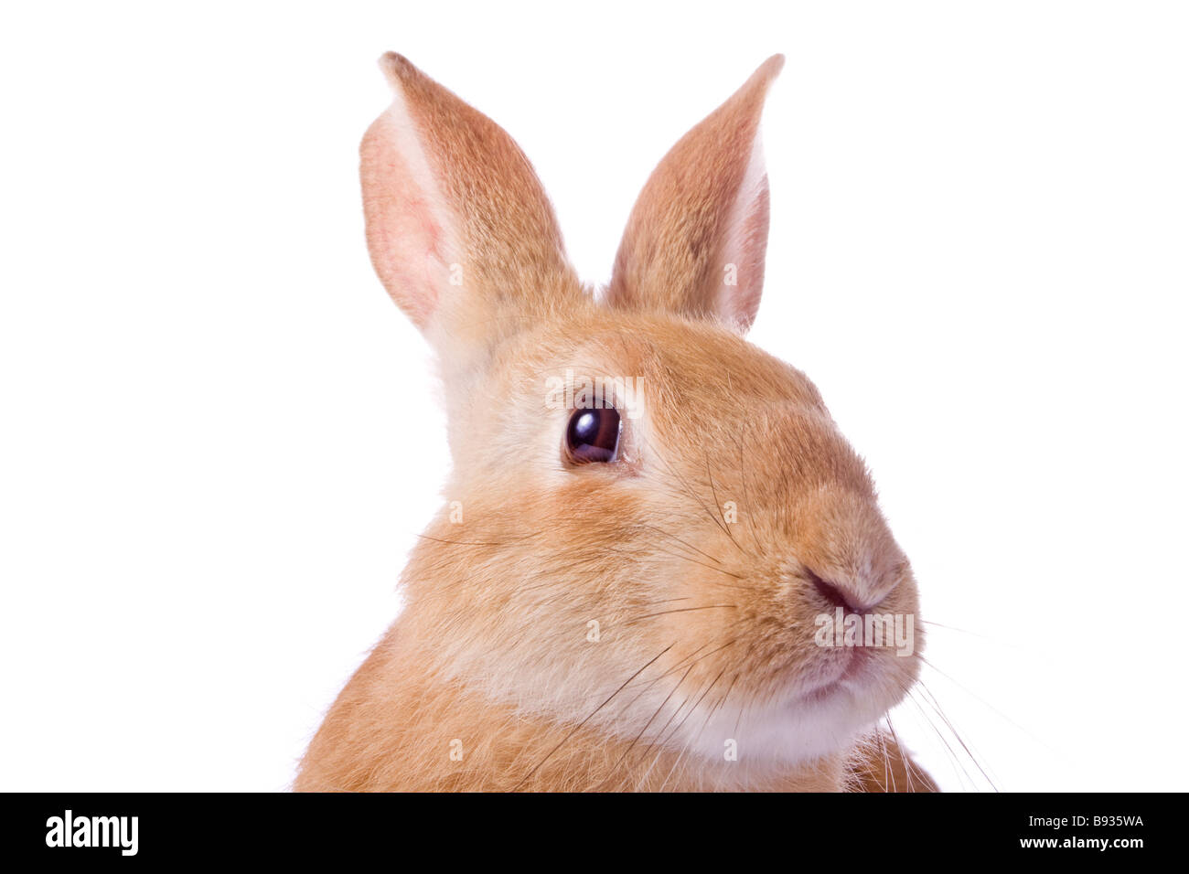 Portrait de jeune lapin rouge isolé sur fond blanc Banque D'Images