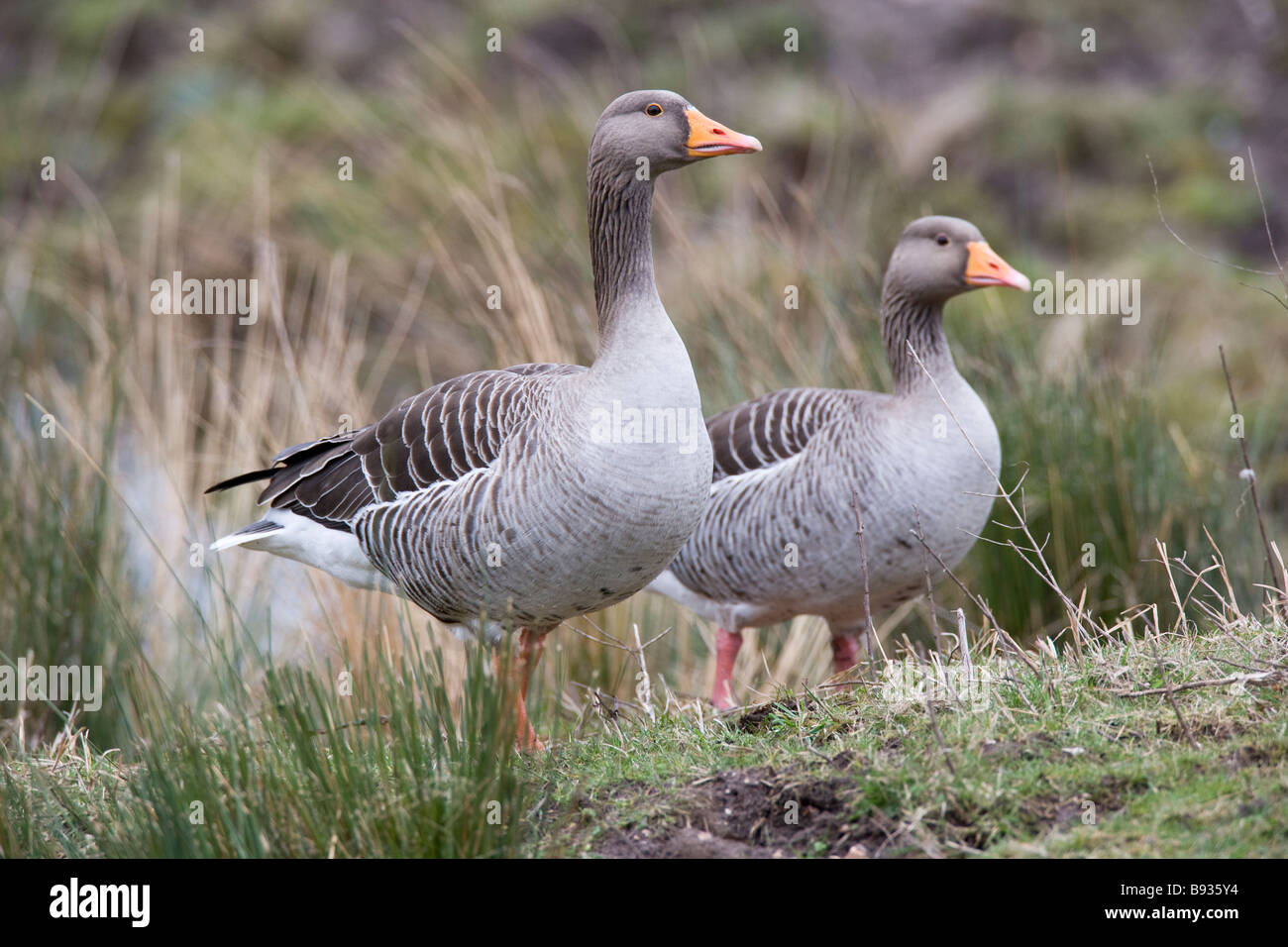 Gray Goose anser Anatidae Lag Ariser Banque D'Images