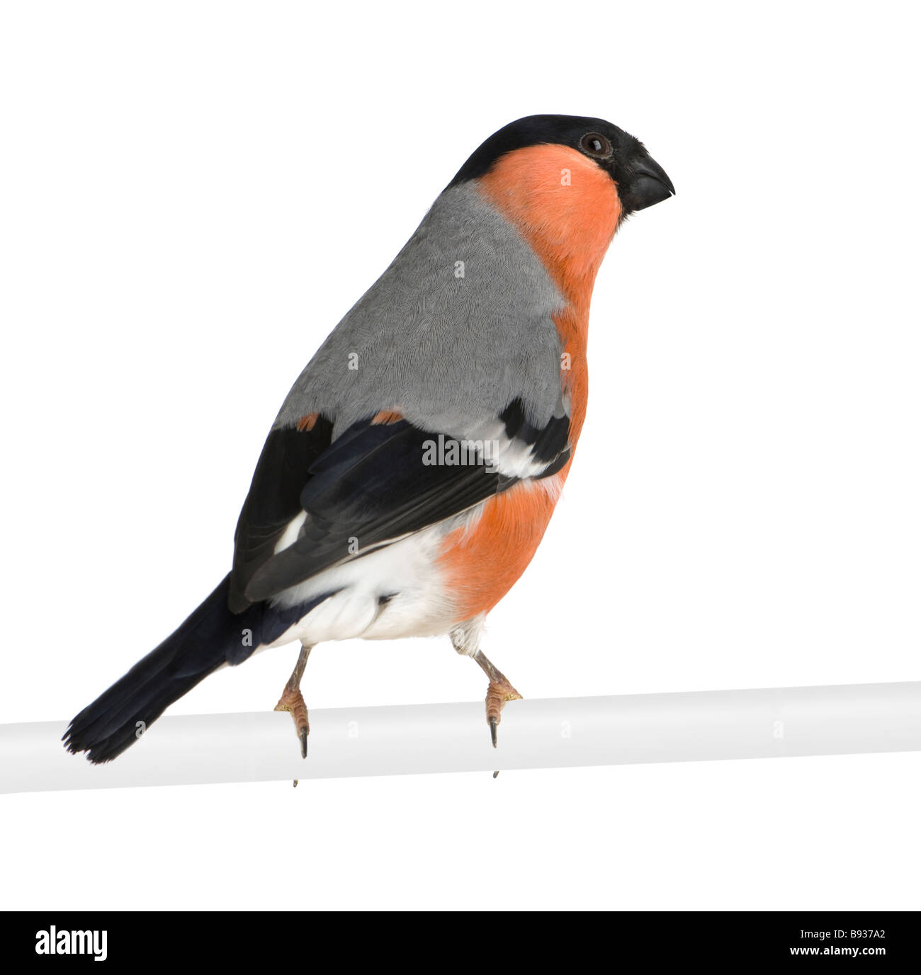 Canard colvert Pyrrhula pyrrhula devant un fond blanc Banque D'Images