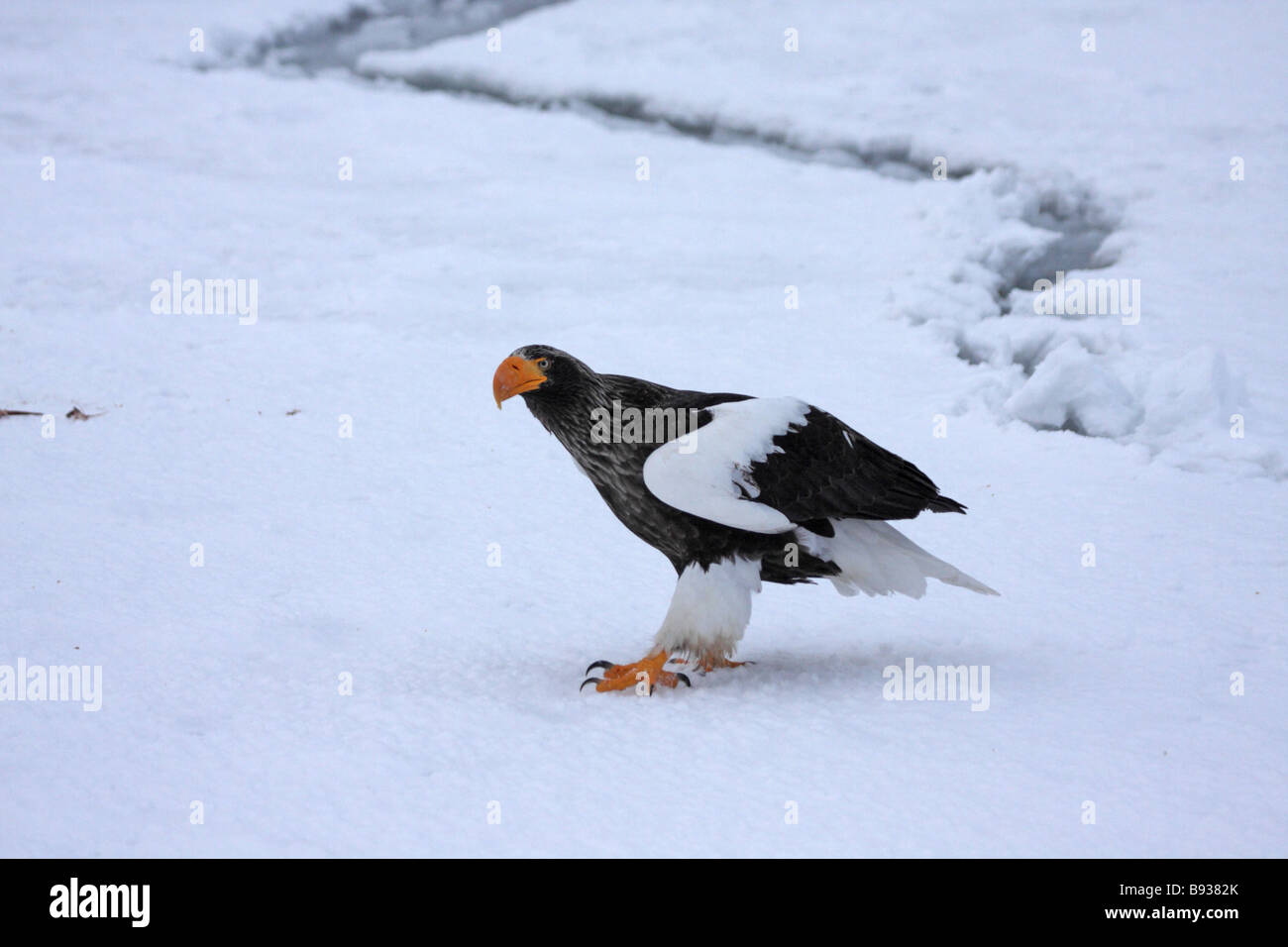 L'aigle de mer de Steller Haliaeetus pelagicus des profils sur la glace de mer Banque D'Images