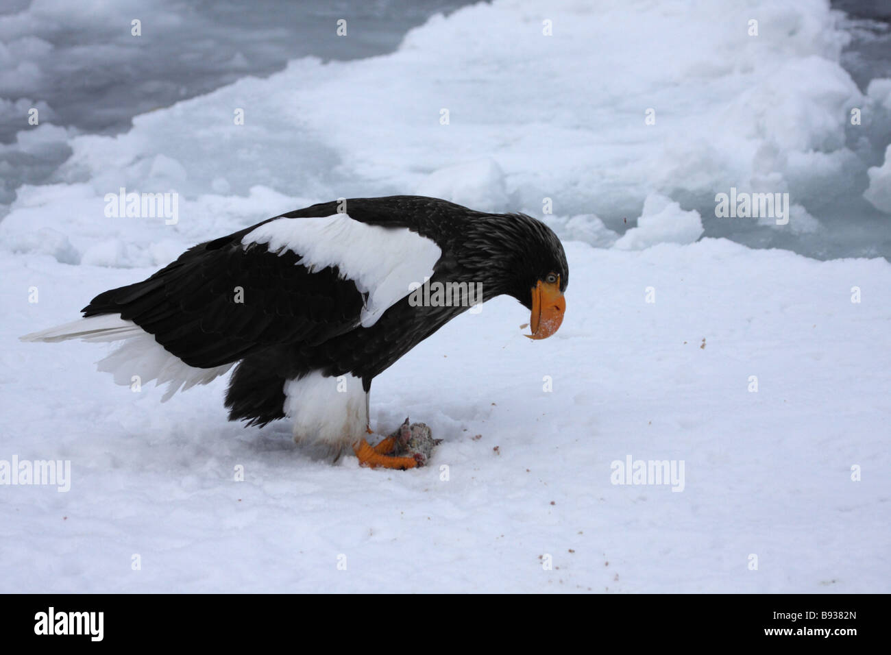 L'aigle de mer de Steller Haliaeetus pelagicus avec poissons sur la glace de mer Banque D'Images