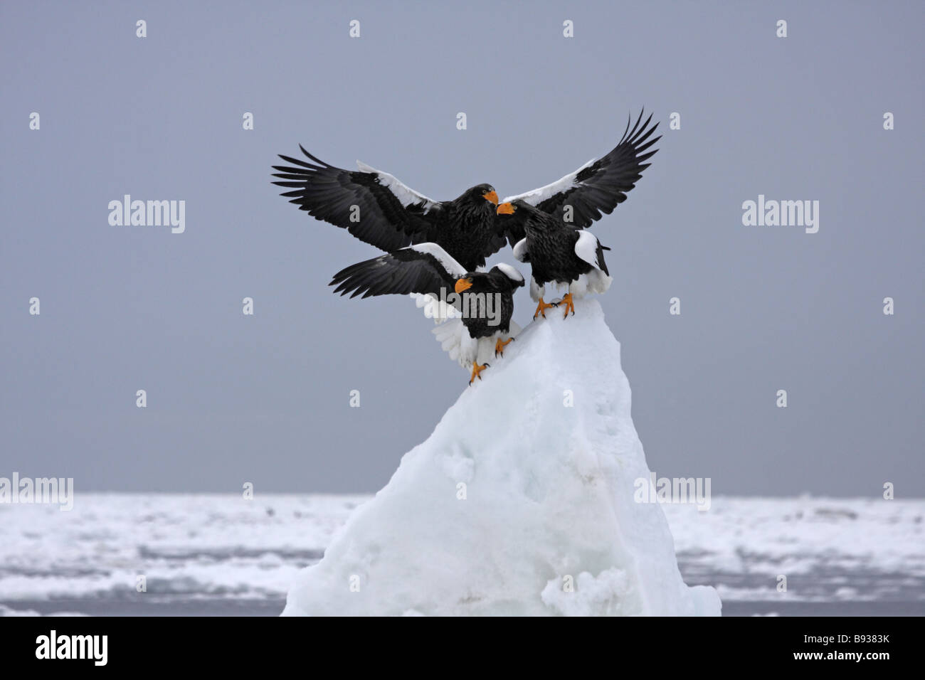 3 L'aigle de mer de Steller Haliaeetus pelagicus) le partage d'un pic de glace Banque D'Images
