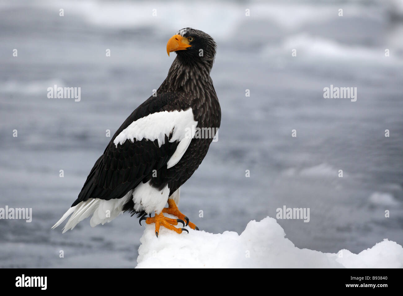 Portrait de l'Aigle de mer de Steller Haliaeetus pelagicus s sur la glace de mer Banque D'Images