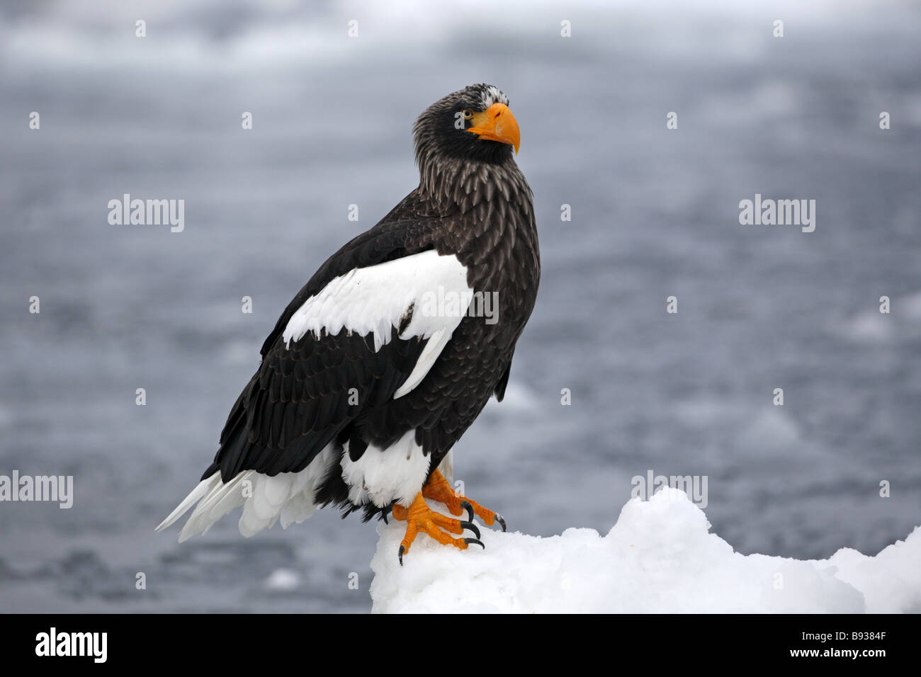 L'aigle de mer de Steller Haliaeetus pelagicus portrait sur la glace de mer Banque D'Images
