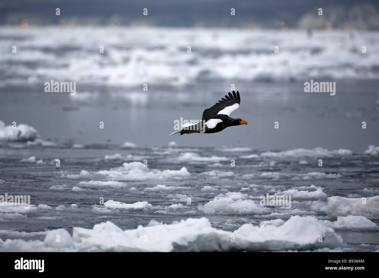 L'aigle de mer de Steller Haliaeetus pelagicus voler au-dessus de la glace de mer Banque D'Images