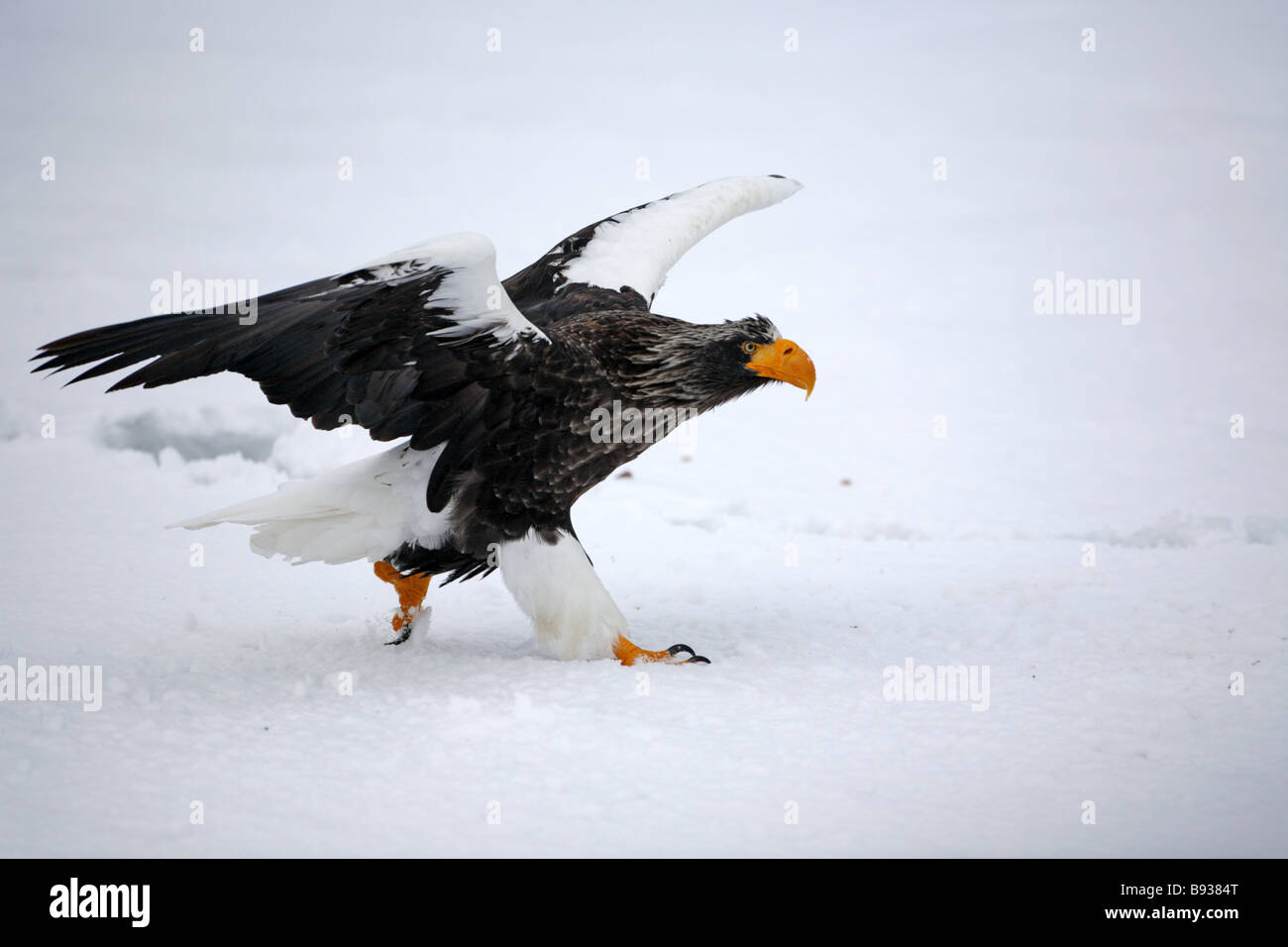 L'aigle de mer de Steller Haliaeetus pelagicus) sur la glace de mer Banque D'Images