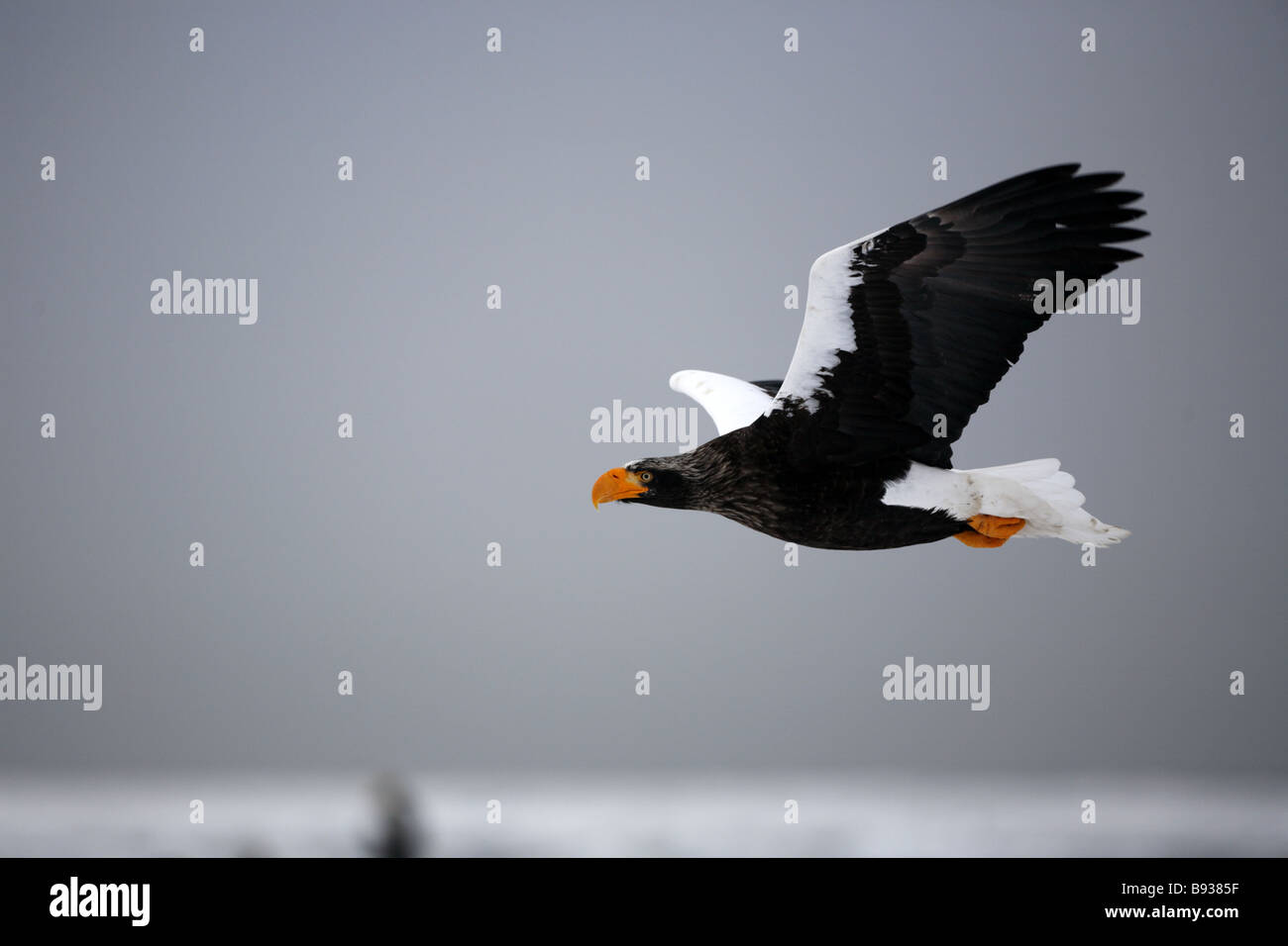S L'aigle de mer de Steller Haliaeetus pelagicus voler au-dessus de la glace de mer Banque D'Images