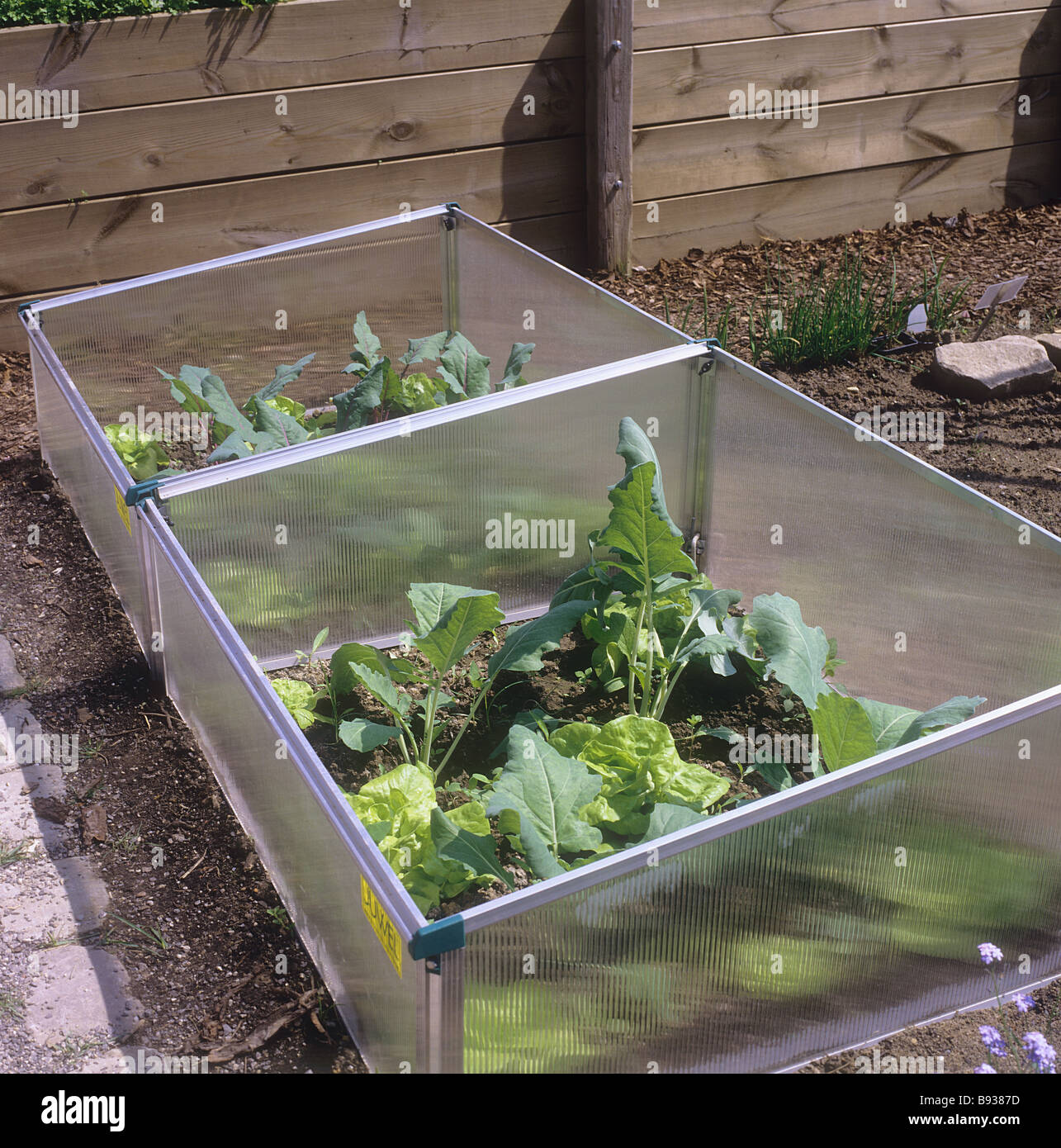 Châssis froid en laitues et navet allemand Banque D'Images