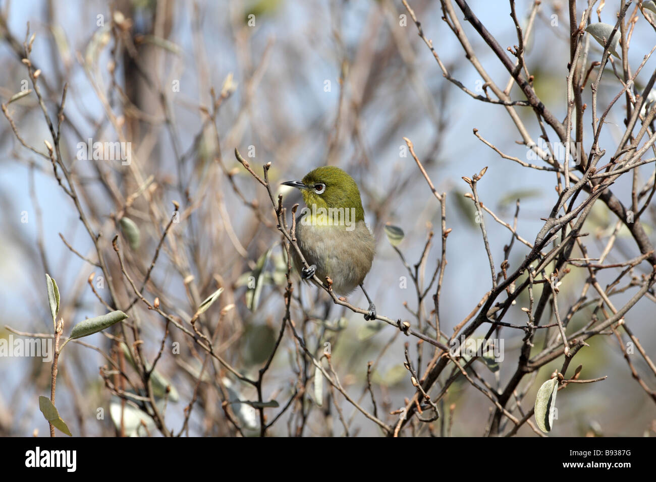 White eye Zosterops japonicus japonais dans l'arbuste Banque D'Images