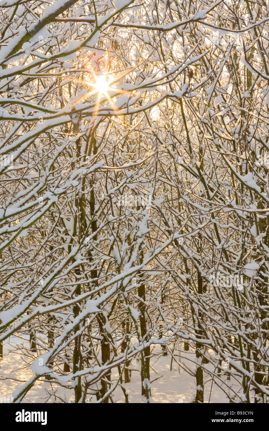 Effet d'étoile soleil brillant à travers les arbres couverts de neige au petit bosquet Banque D'Images