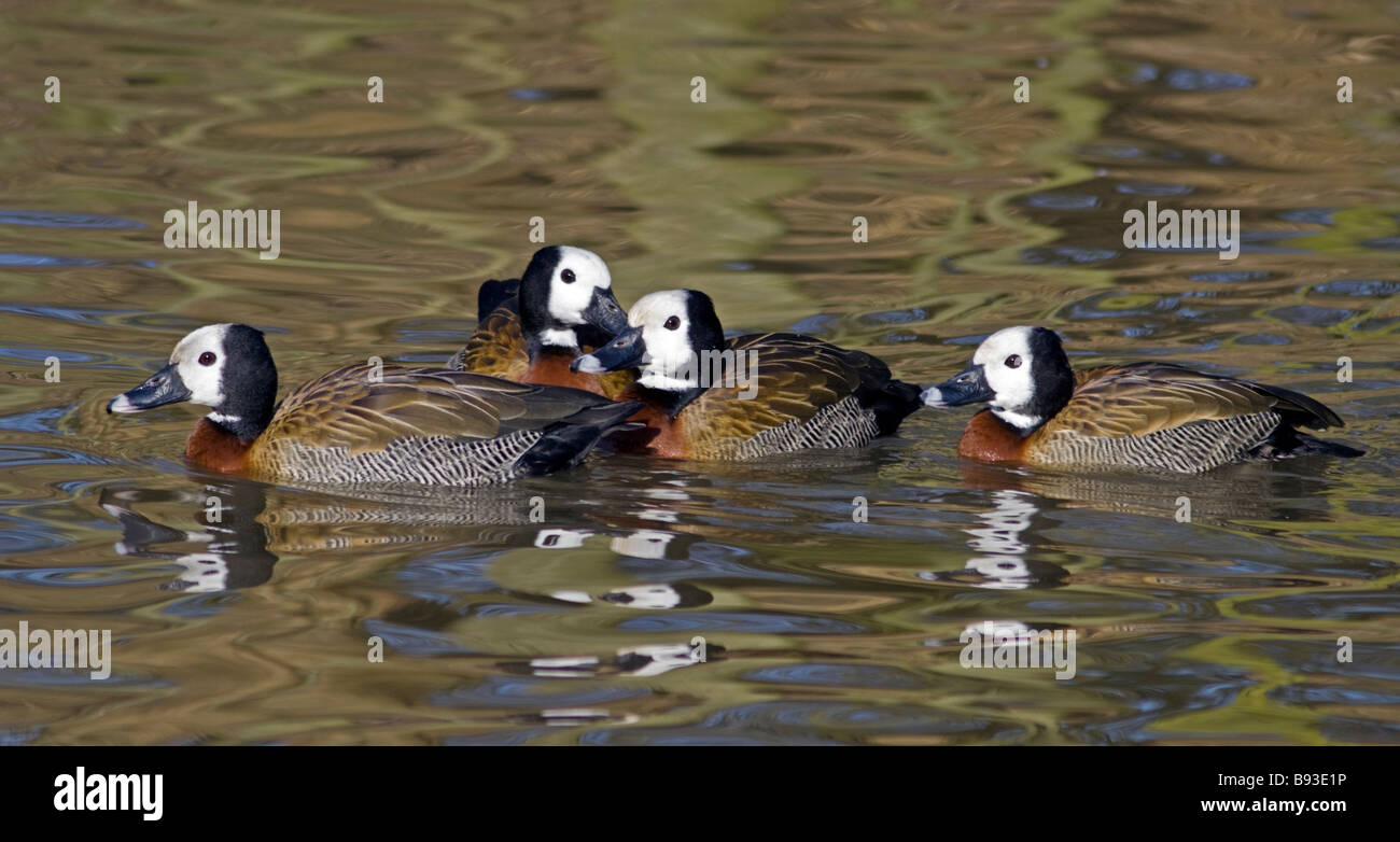 Groupe d'White-Faced Canards sifflement (Dendrocygna viduata), Royaume-Uni Banque D'Images