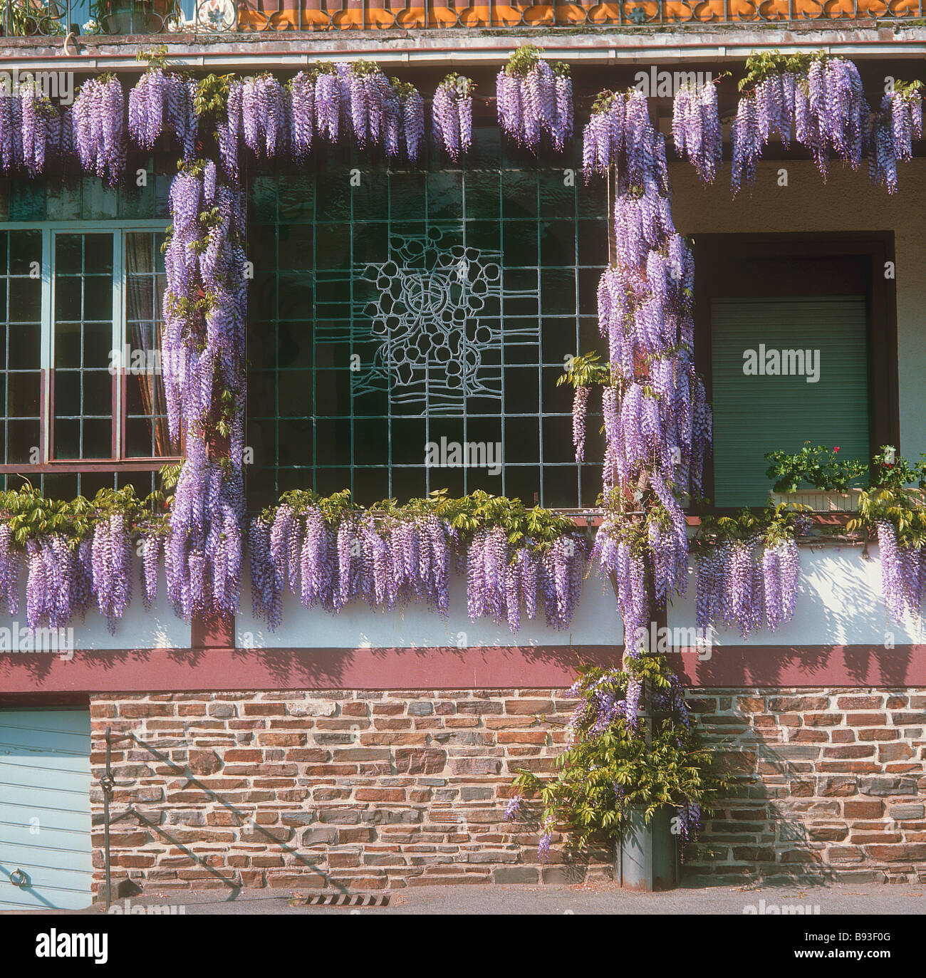 Wisteria floribunda Wisteria / japonais Banque D'Images