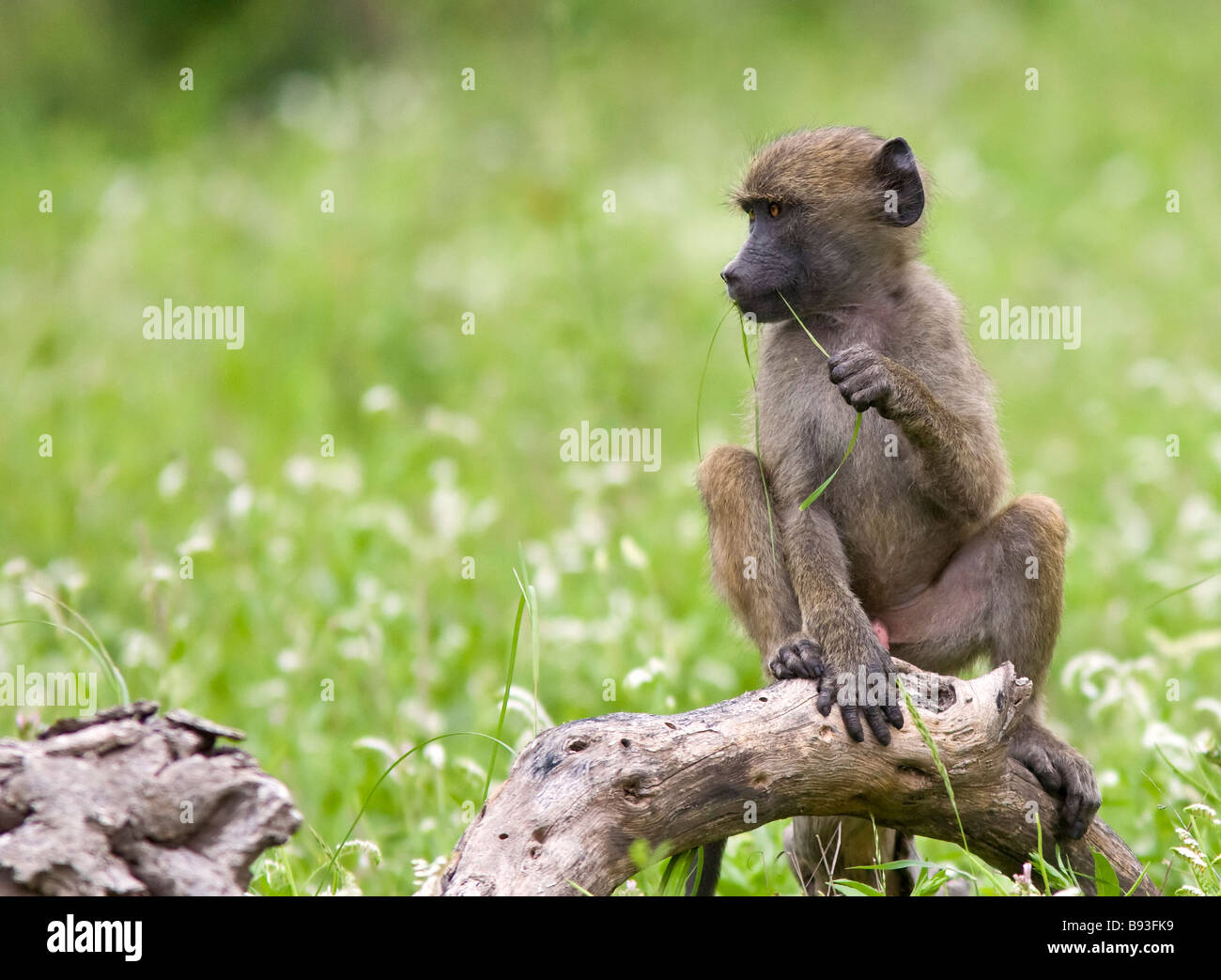 Baby-sitting (Papio). Parc national Kruger Afrique du Sud Banque D'Images