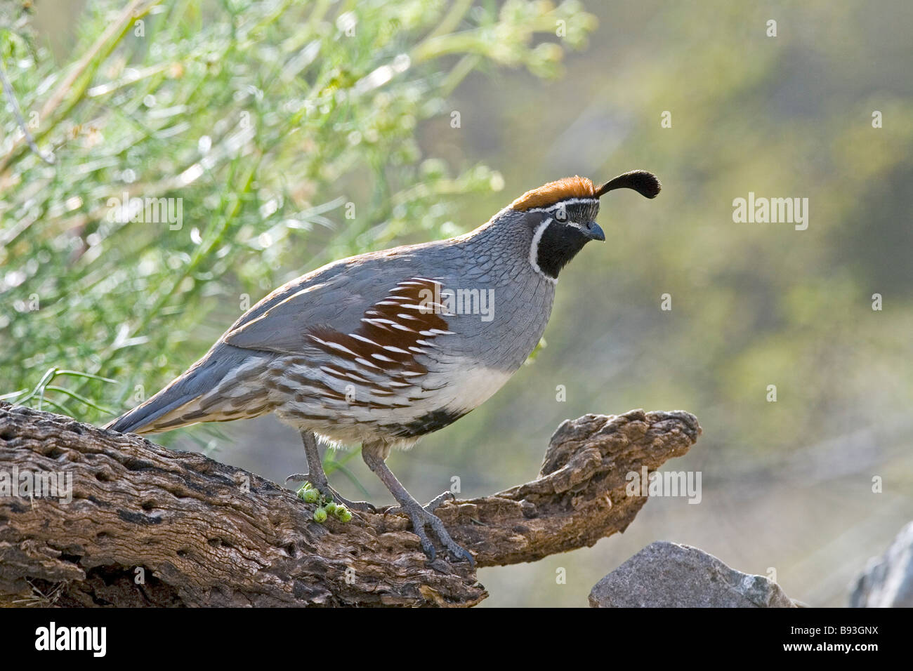 Colin de Gambel Banque D'Images