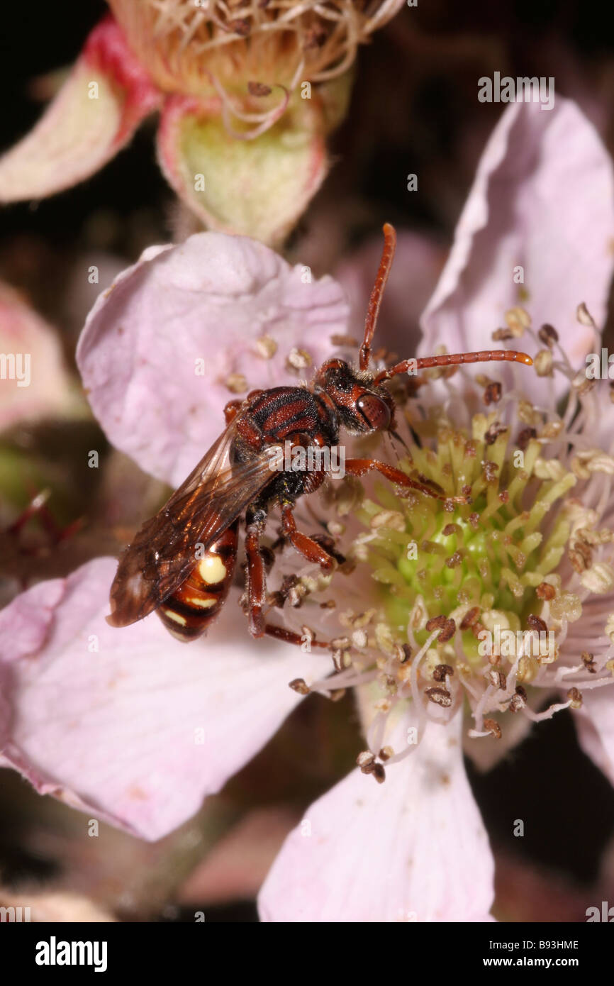 Abeille Nomada obtusifrons nomade sur une fleur de ronce UK Banque D'Images